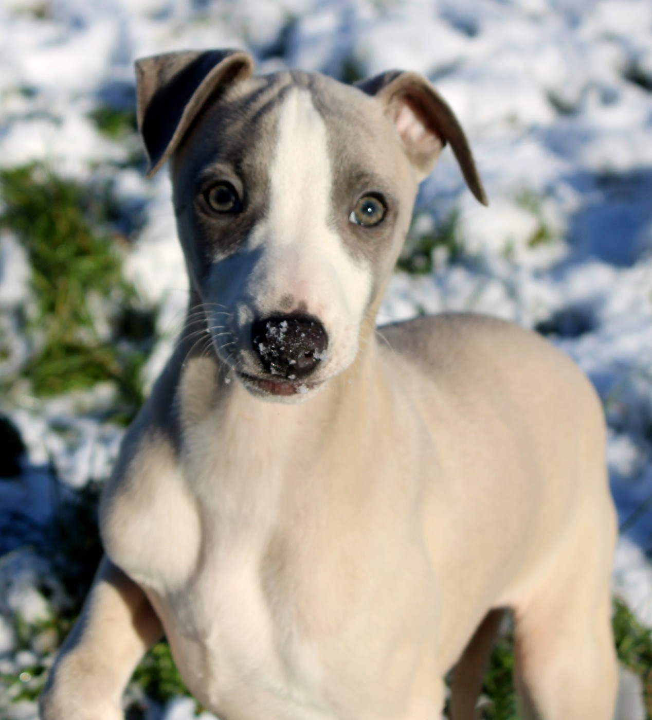 Des Filles D'eole - Chiots disponibles - Whippet
