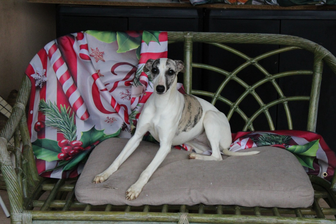 Des Filles D'eole - Chiots disponibles - Whippet