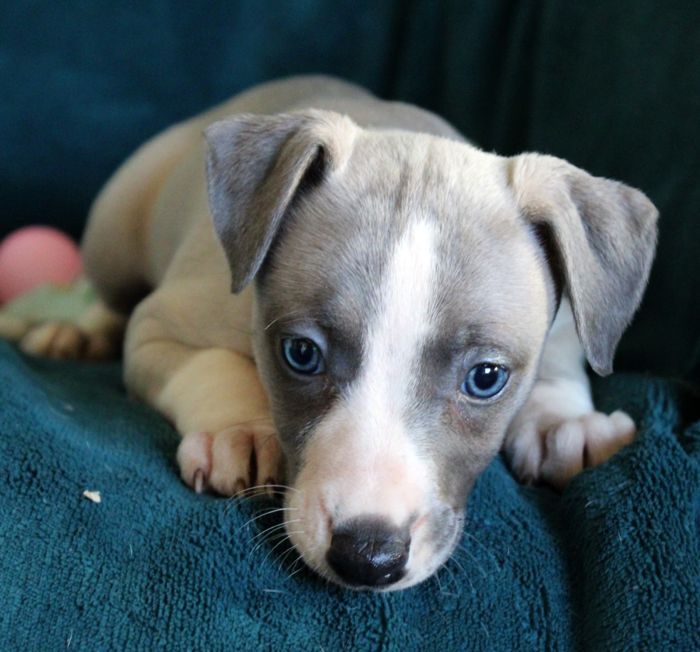 Des Filles D'eole - Chiots disponibles - Whippet