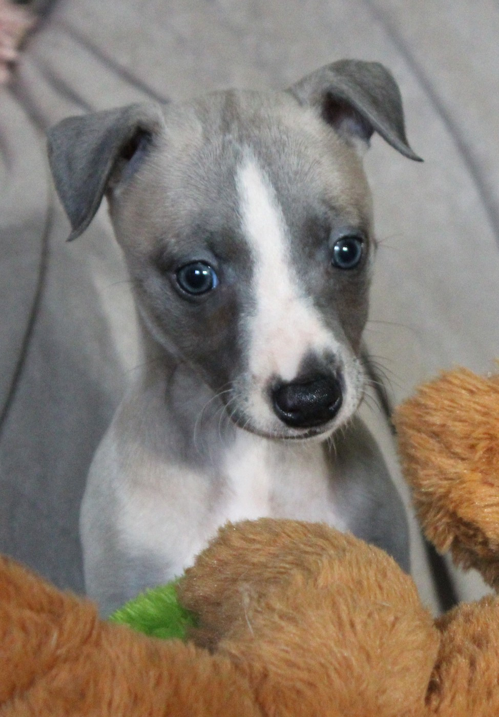 Des Filles D'eole - Chiots disponibles - Whippet