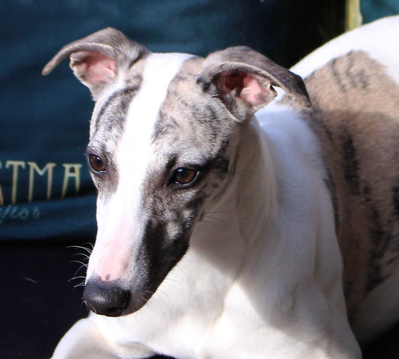 Des Filles D'eole - Chiots disponibles - Whippet