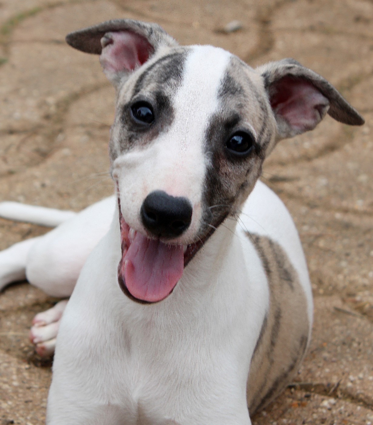 Chiot Whippet Des Filles D'eole