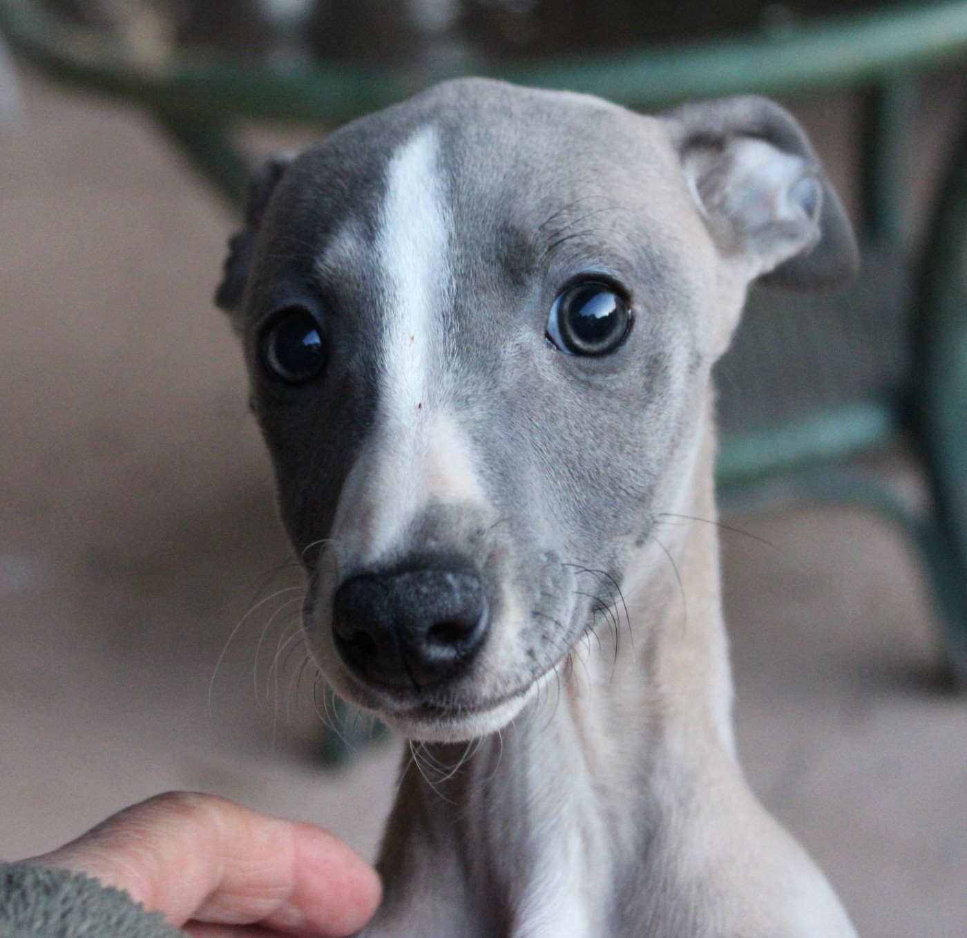 Des Filles D'eole - Chiots disponibles - Whippet