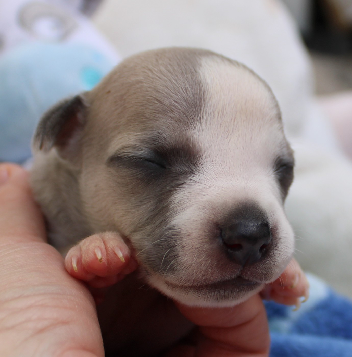 Des Filles D'eole - Chiots disponibles - Whippet