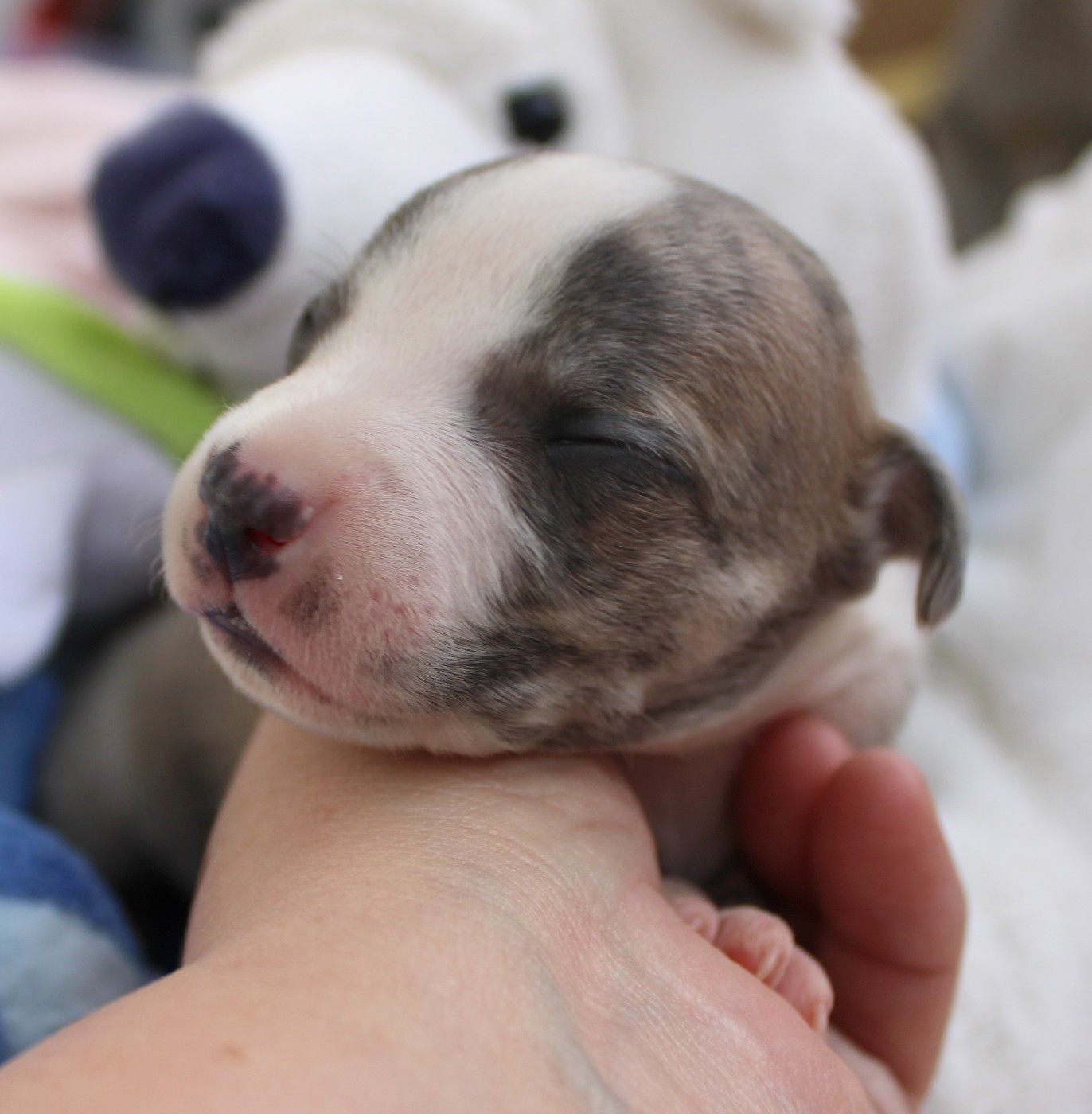 Des Filles D'eole - Chiots disponibles - Whippet