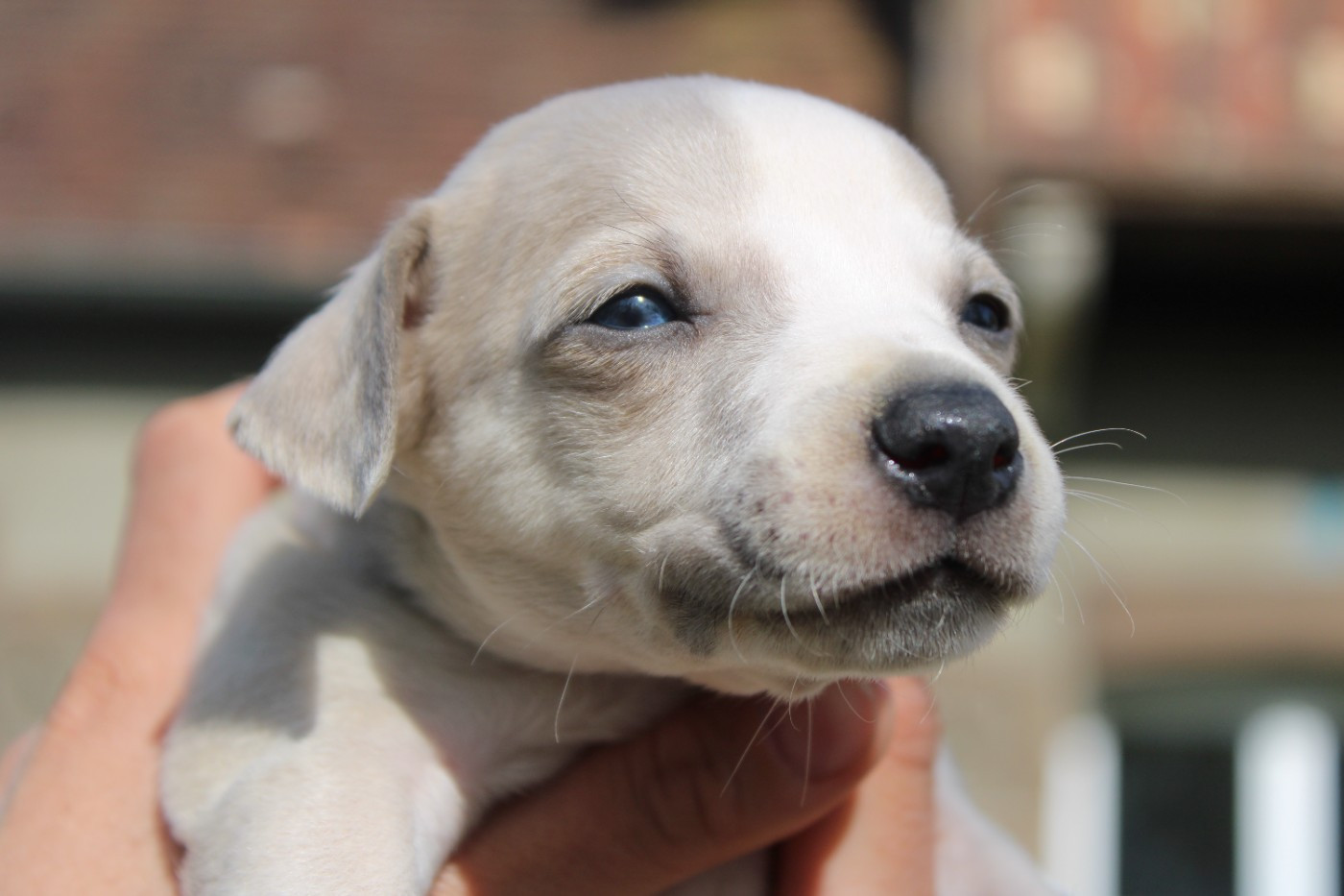 Des Filles D'eole - Chiots disponibles - Whippet