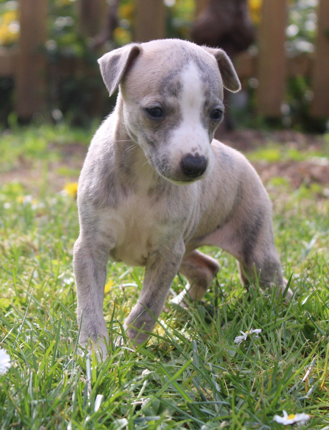 Des Filles D'eole - Chiots disponibles - Whippet