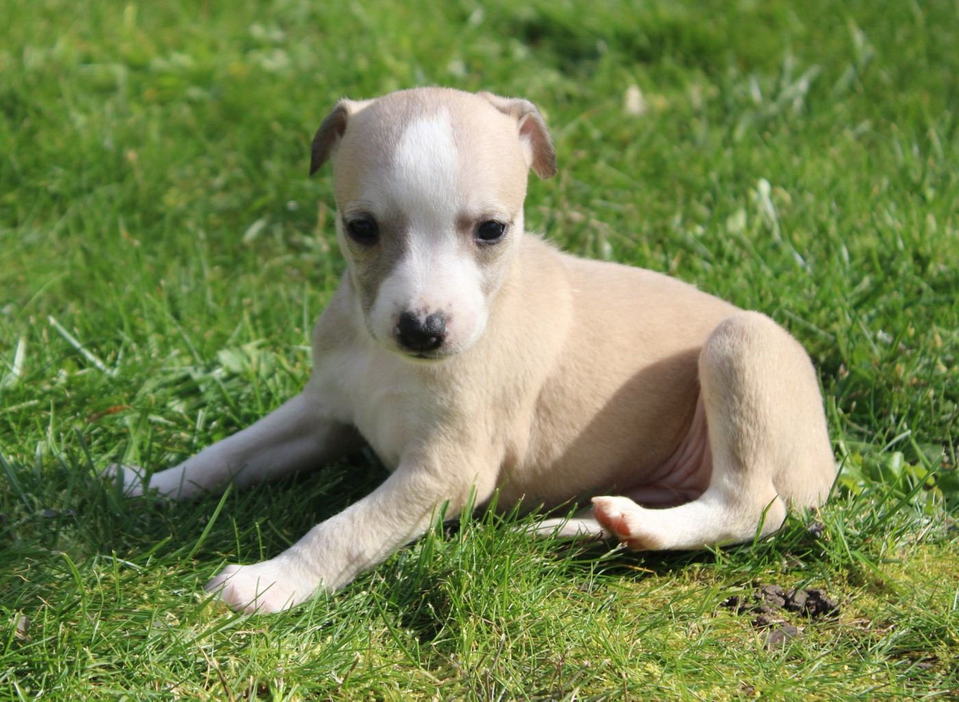Des Filles D'eole - Chiots disponibles - Whippet