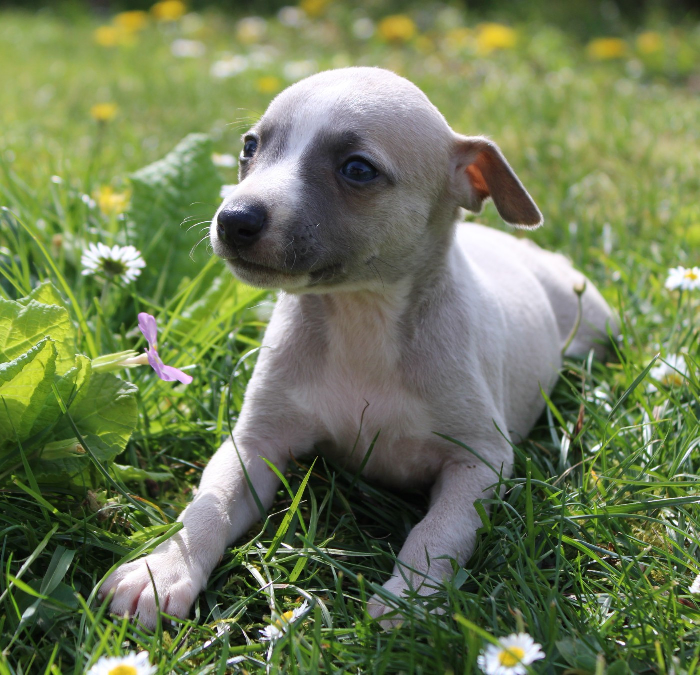 Des Filles D'eole - Chiots disponibles - Whippet