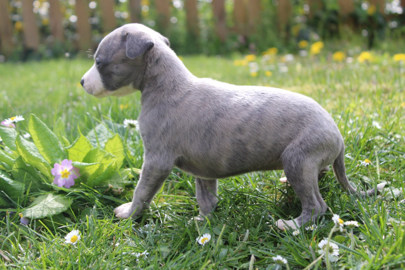 Des Filles D'eole - Chiots disponibles - Whippet