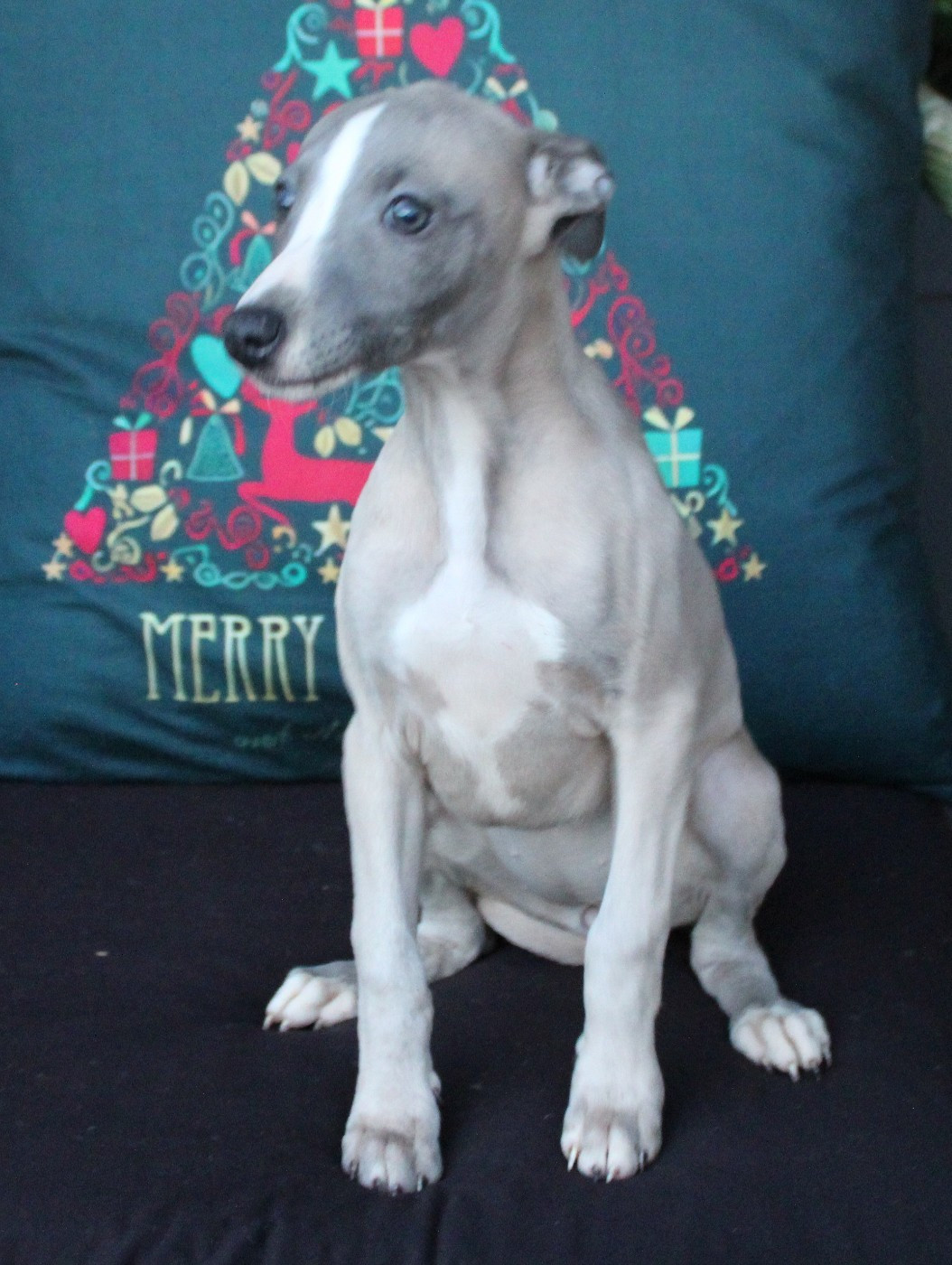 Des Filles D'eole - Whippet - Portée née le 12/12/2025