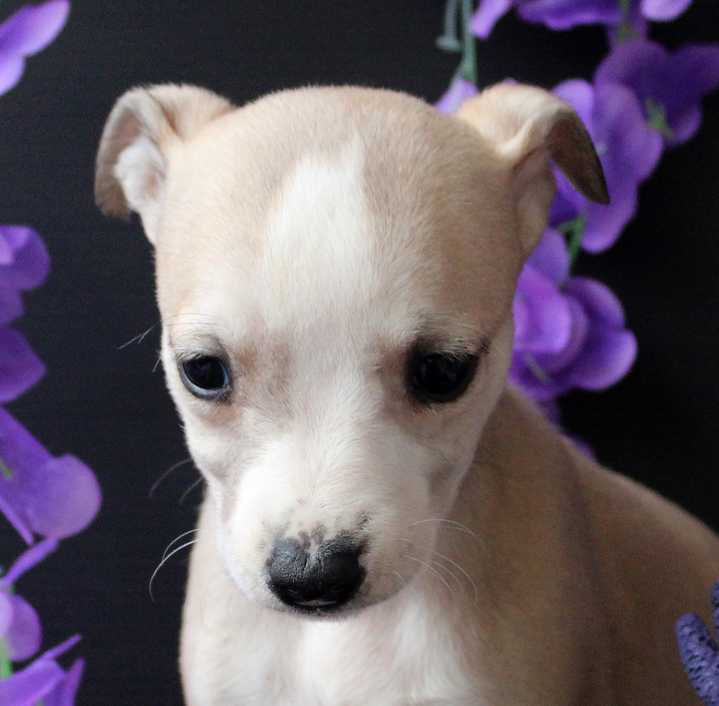 Des Filles D'eole - Chiots disponibles - Whippet