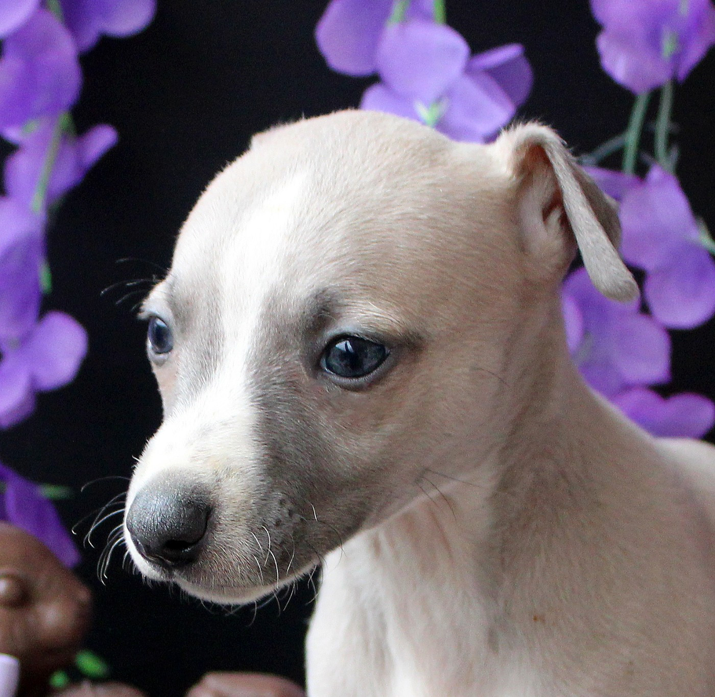 Des Filles D'eole - Chiots disponibles - Whippet