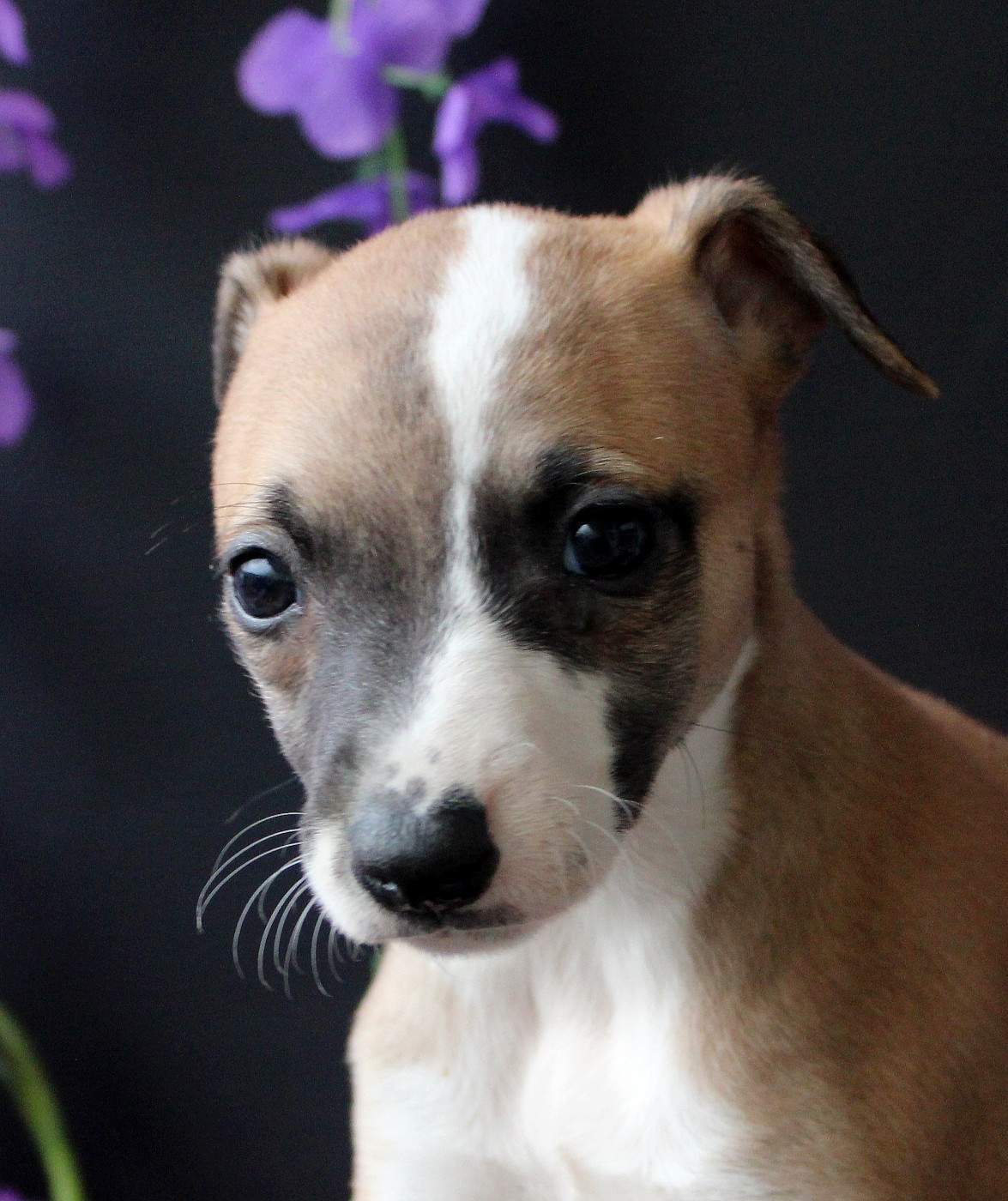 Des Filles D'eole - Chiots disponibles - Whippet