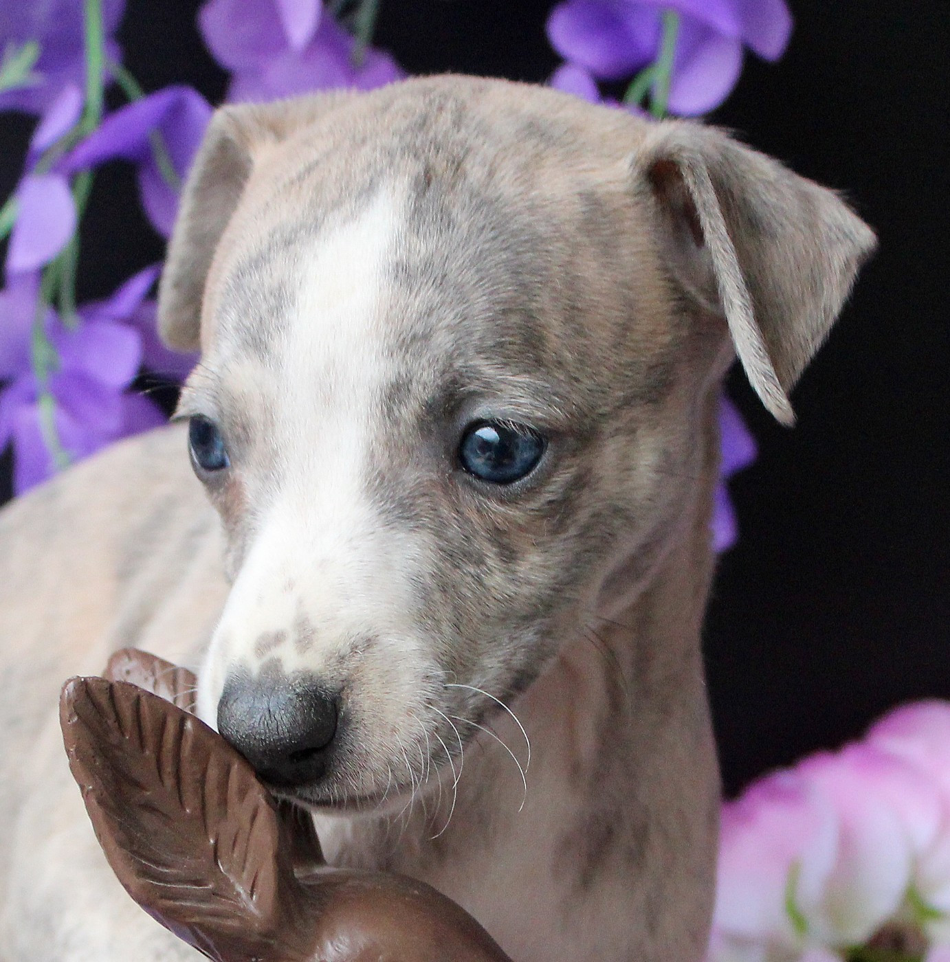 Des Filles D'eole - Chiots disponibles - Whippet