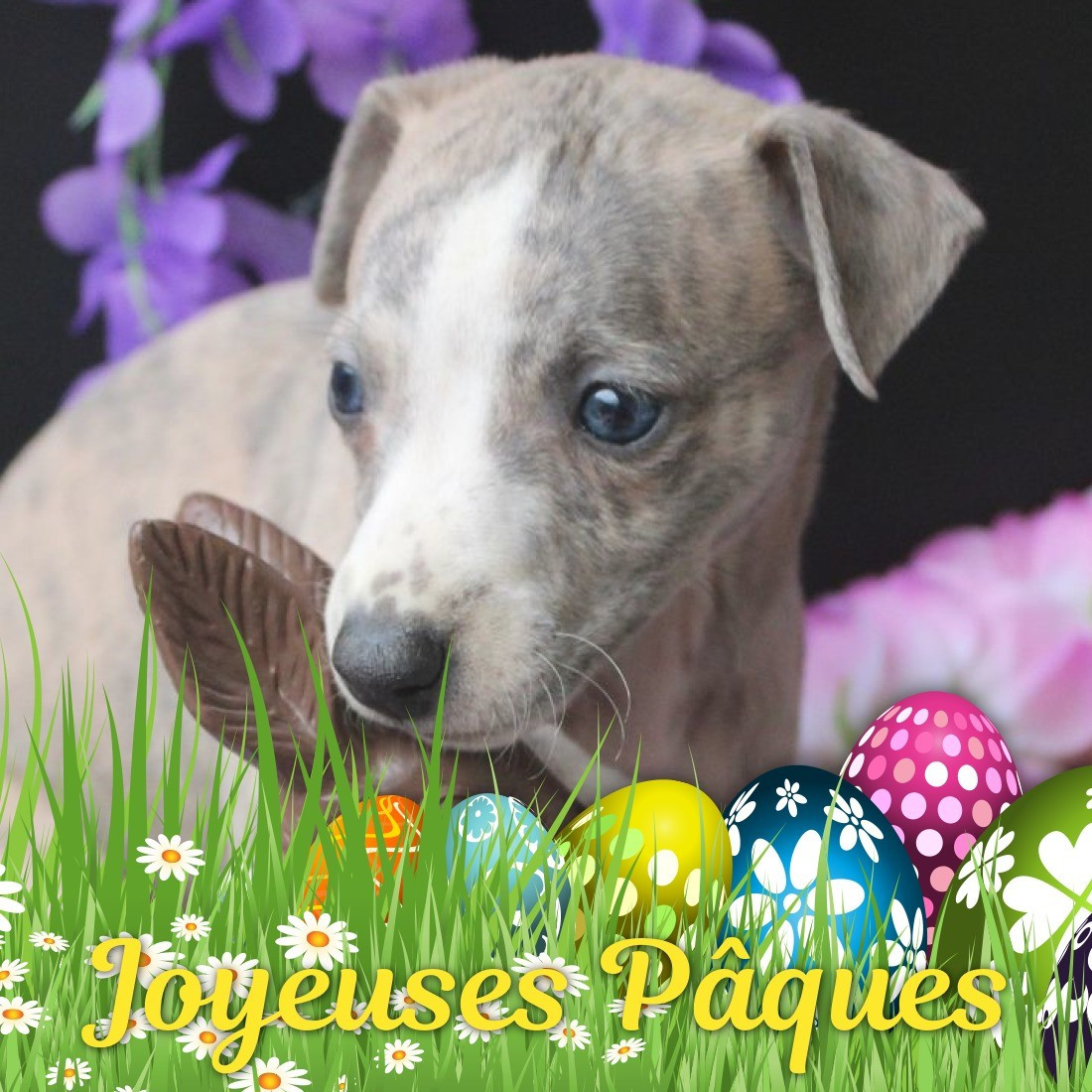 Des Filles D'eole - Chiots disponibles - Whippet