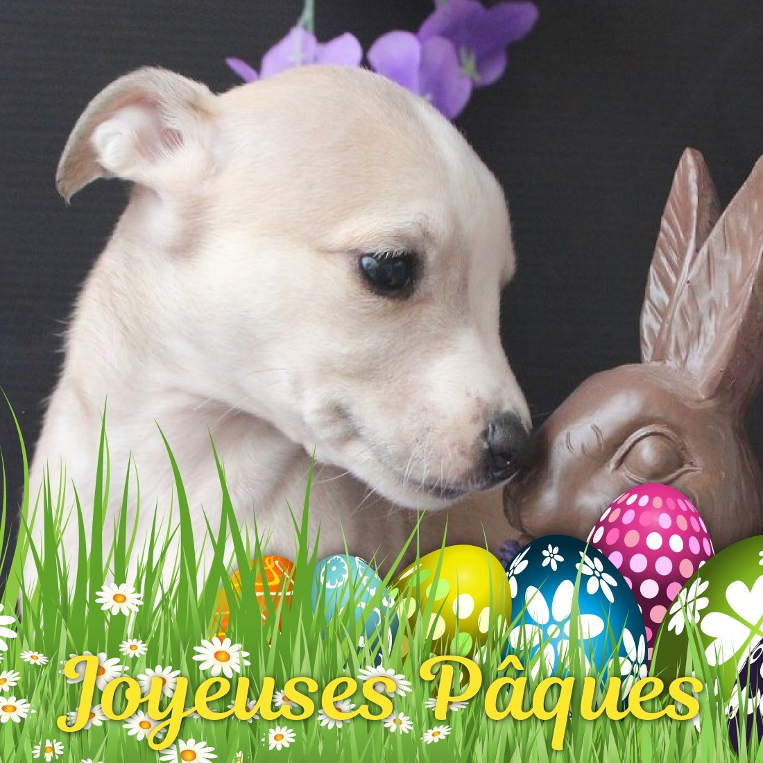 Des Filles D'eole - Chiots disponibles - Whippet