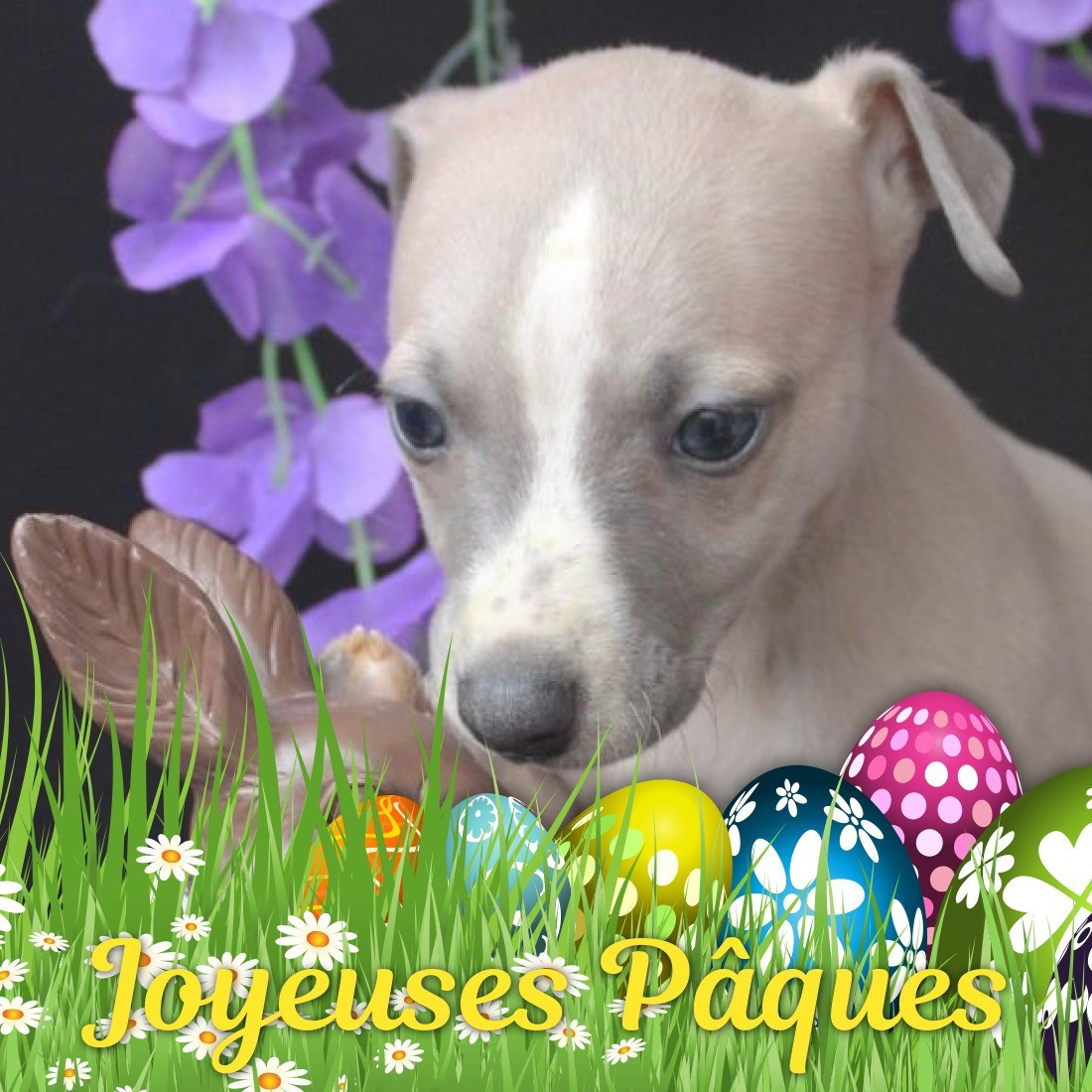 Des Filles D'eole - Chiots disponibles - Whippet