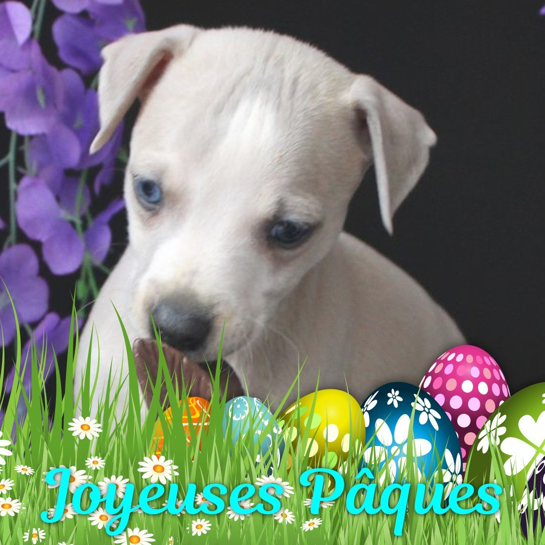 Des Filles D'eole - Chiots disponibles - Whippet