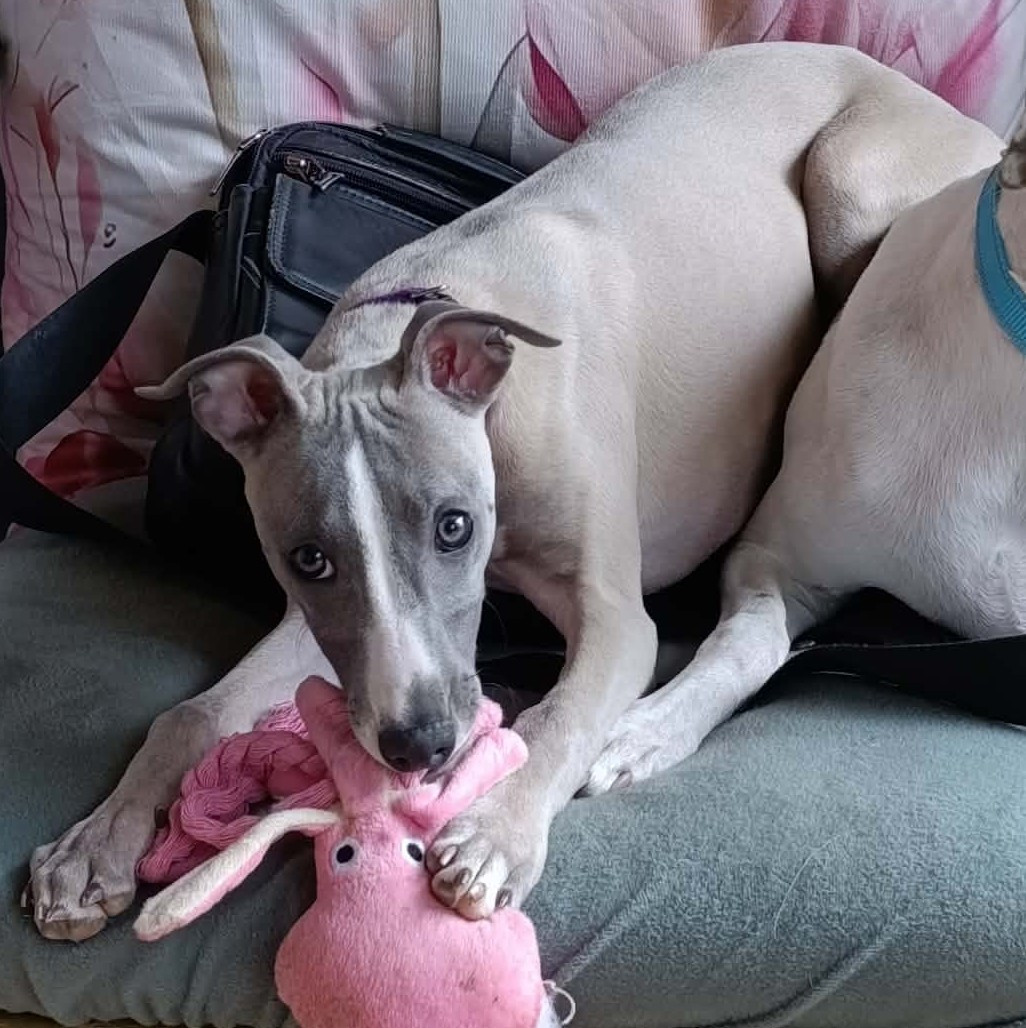 Des Filles D'eole - Chiots disponibles - Whippet