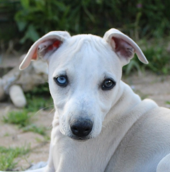 Des Filles D'eole - Chiots disponibles - Whippet