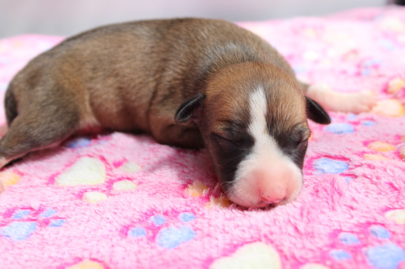 Des Filles D'eole - Chiots disponibles - Whippet