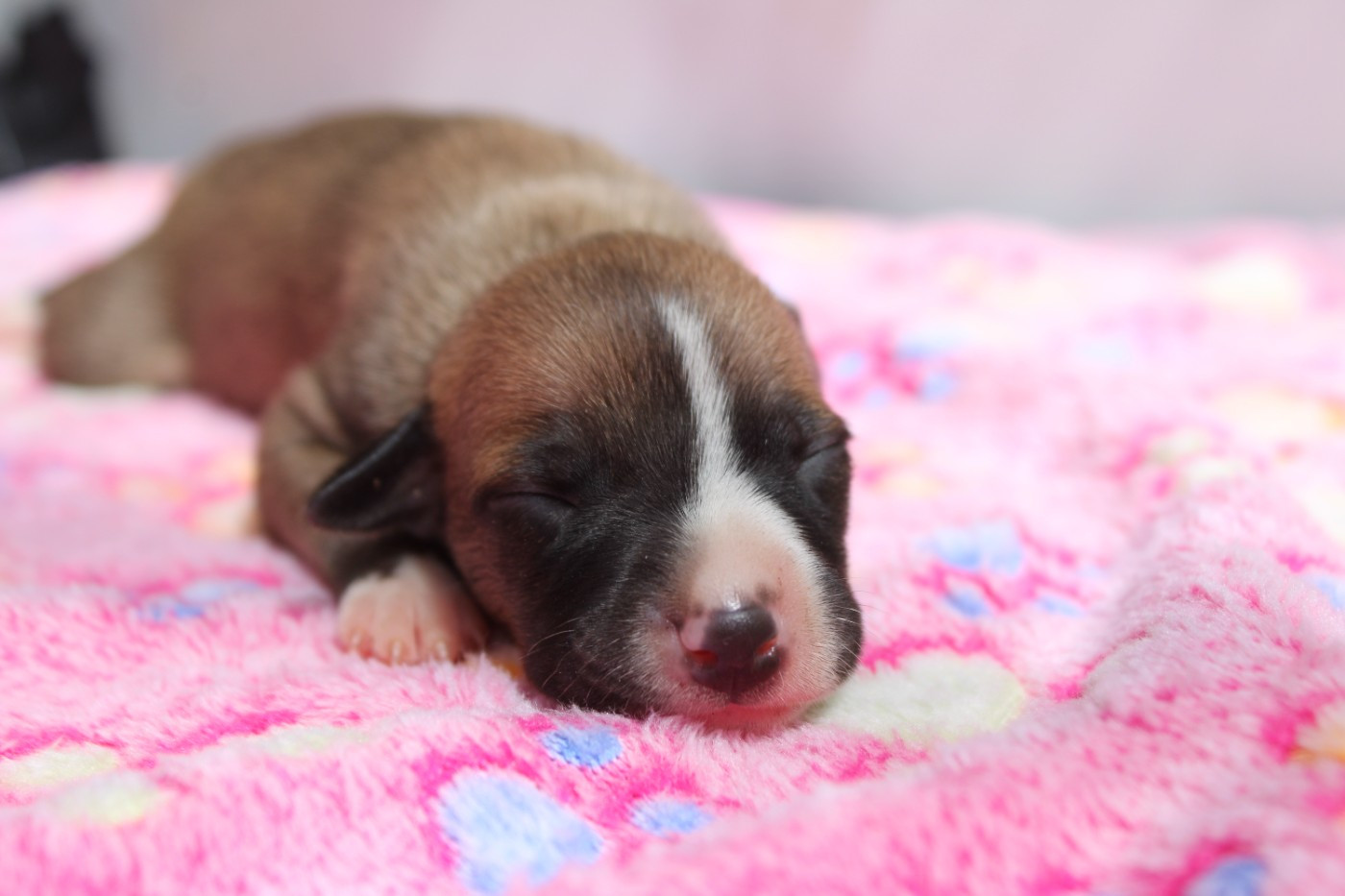 Des Filles D'eole - Chiots disponibles - Whippet
