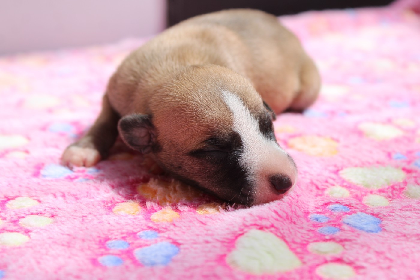 Des Filles D'eole - Chiots disponibles - Whippet