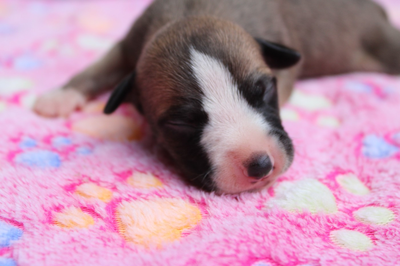 Des Filles D'eole - Chiots disponibles - Whippet