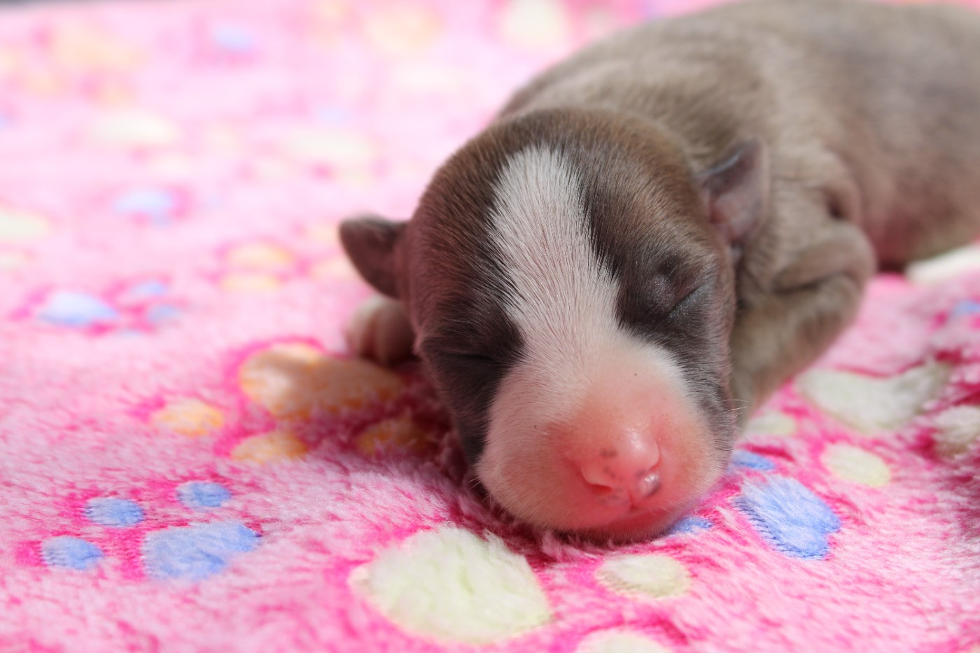 Des Filles D'eole - Chiots disponibles - Whippet
