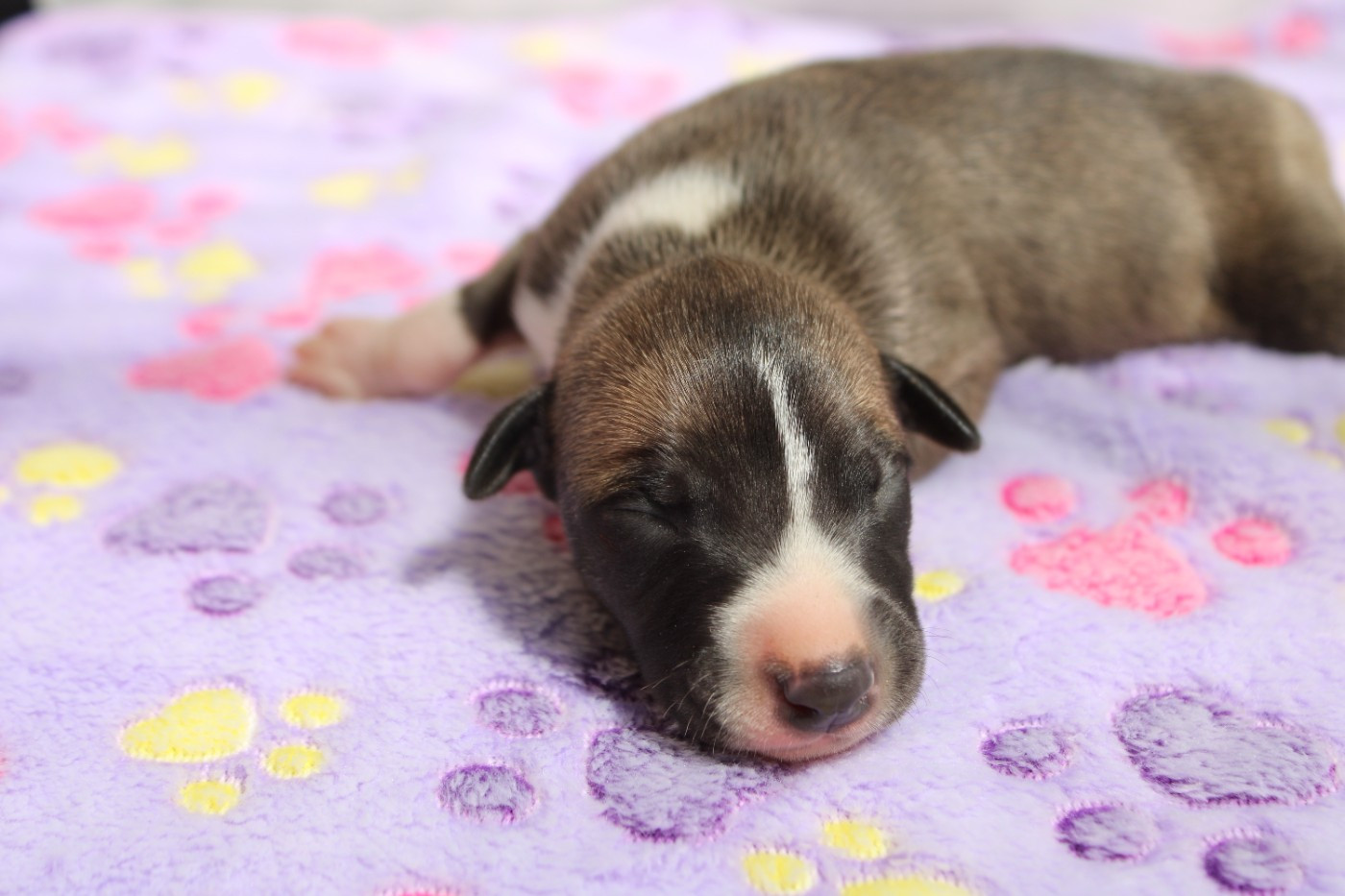 Des Filles D'eole - Chiots disponibles - Whippet