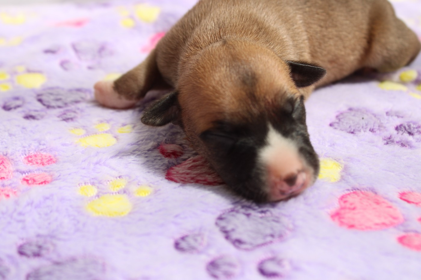 Des Filles D'eole - Chiots disponibles - Whippet