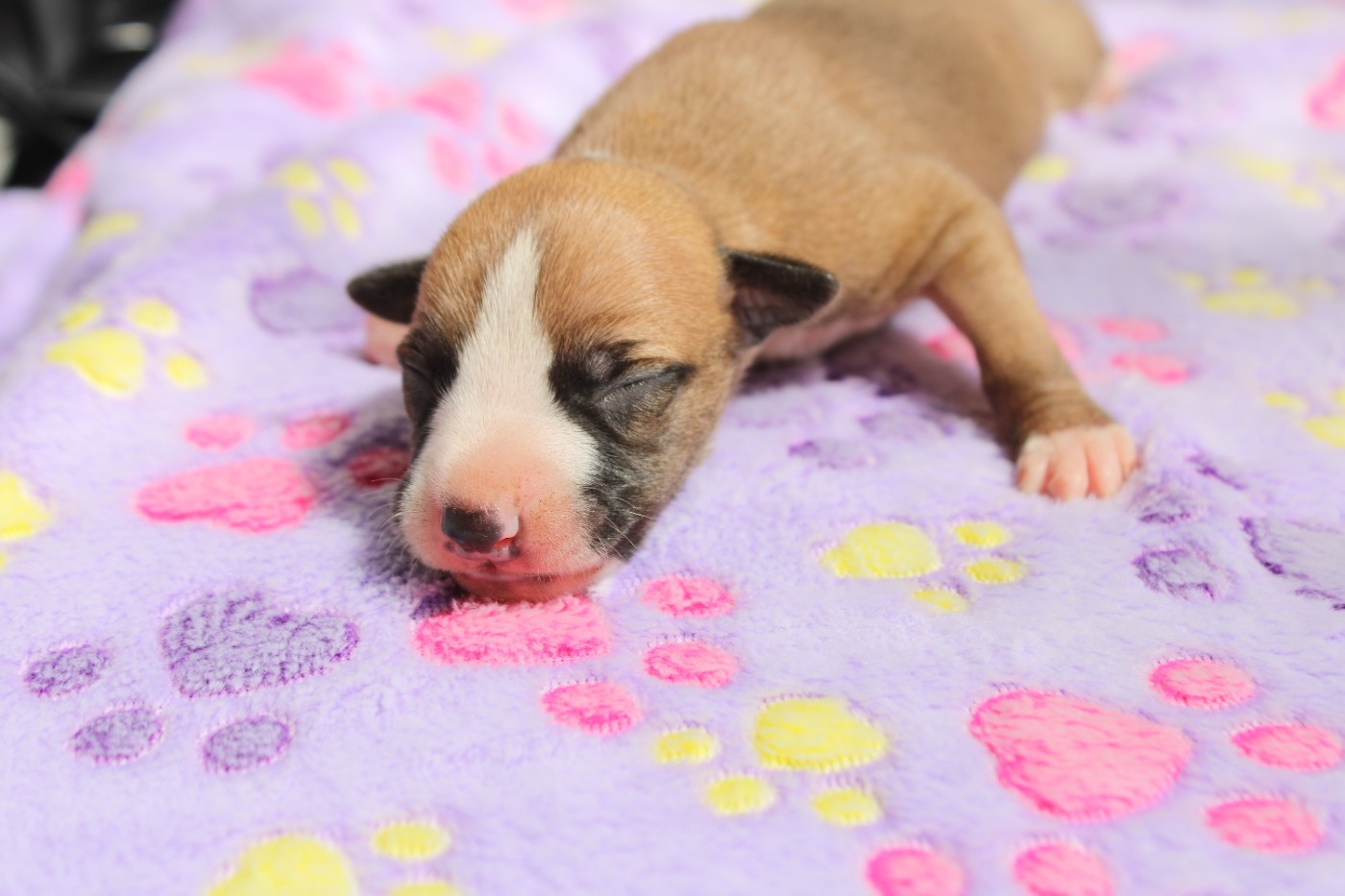 Des Filles D'eole - Chiots disponibles - Whippet