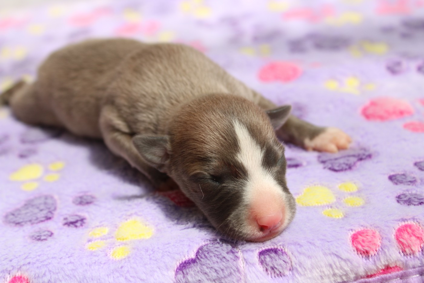 Des Filles D'eole - Chiots disponibles - Whippet