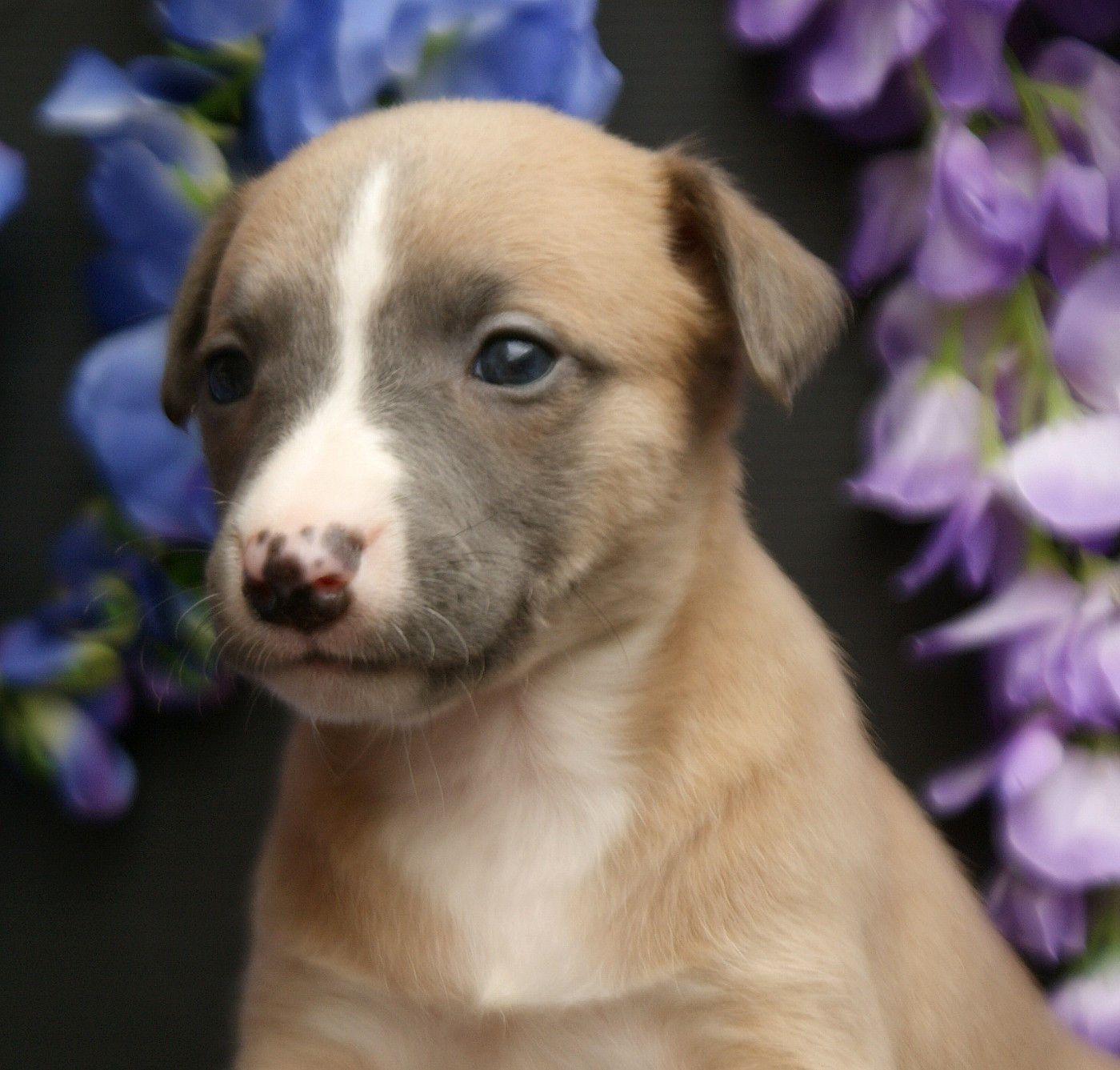 Des Filles D'eole - Chiots disponibles - Whippet