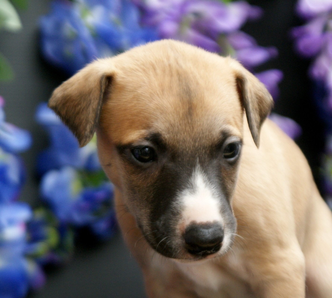 Des Filles D'eole - Chiots disponibles - Whippet