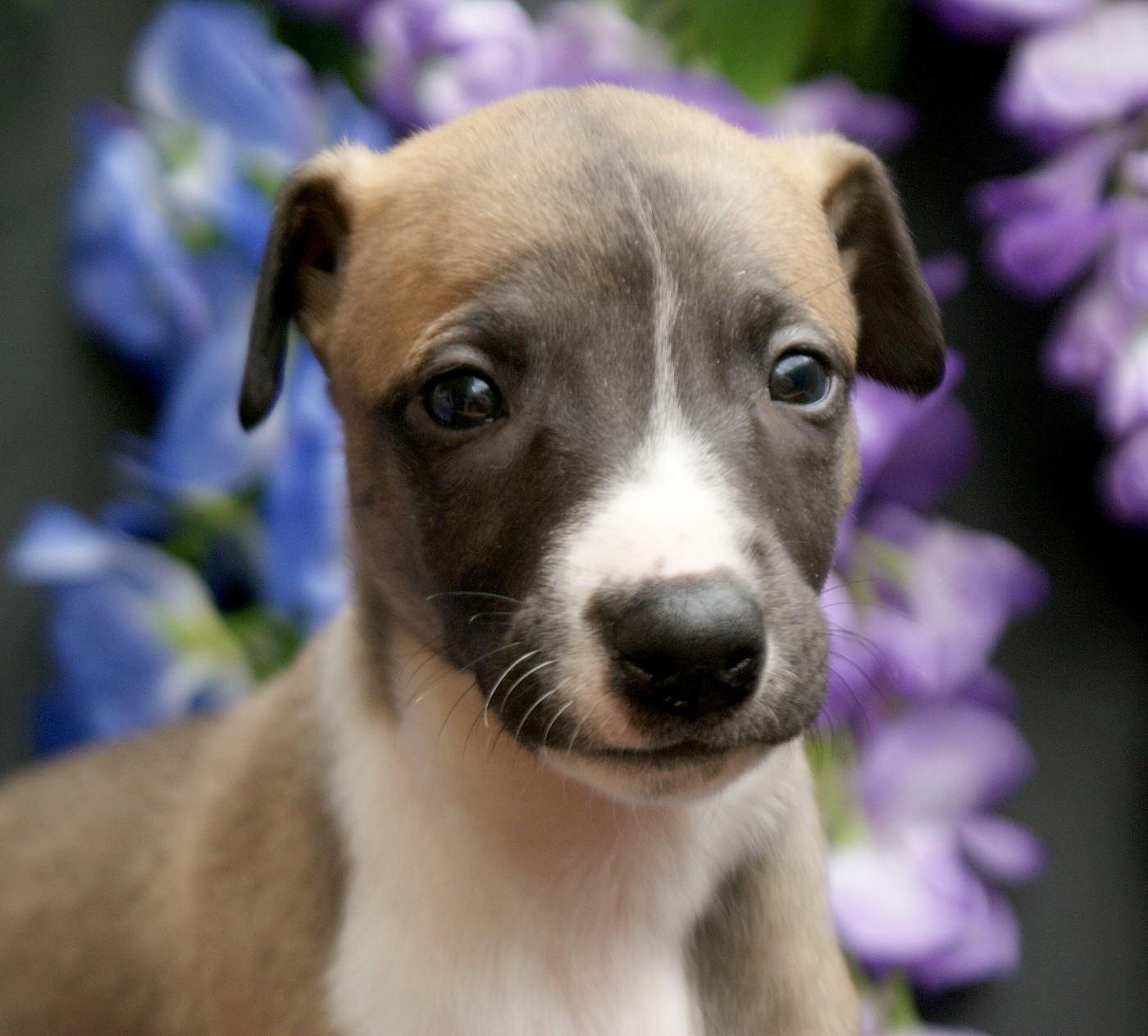 Des Filles D'eole - Chiots disponibles - Whippet