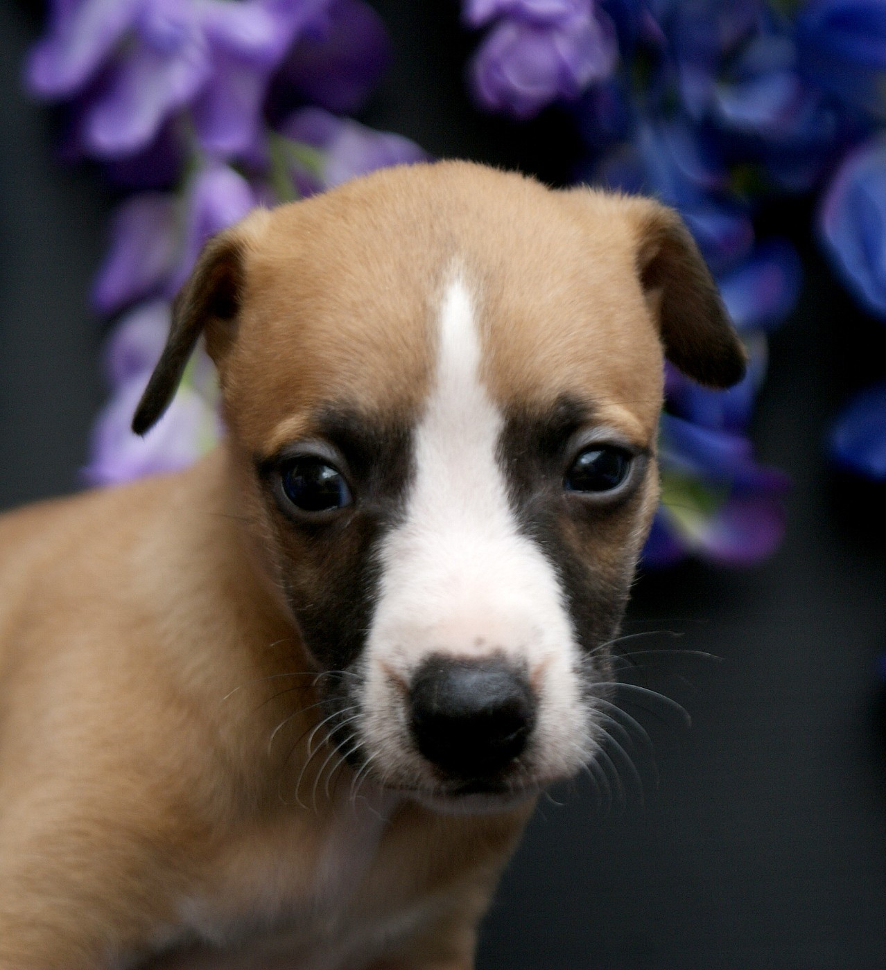 Des Filles D'eole - Chiots disponibles - Whippet