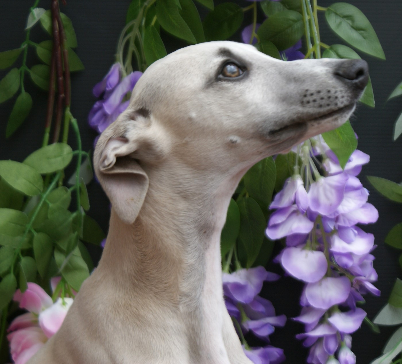Des Filles D'eole - Chiots disponibles - Whippet