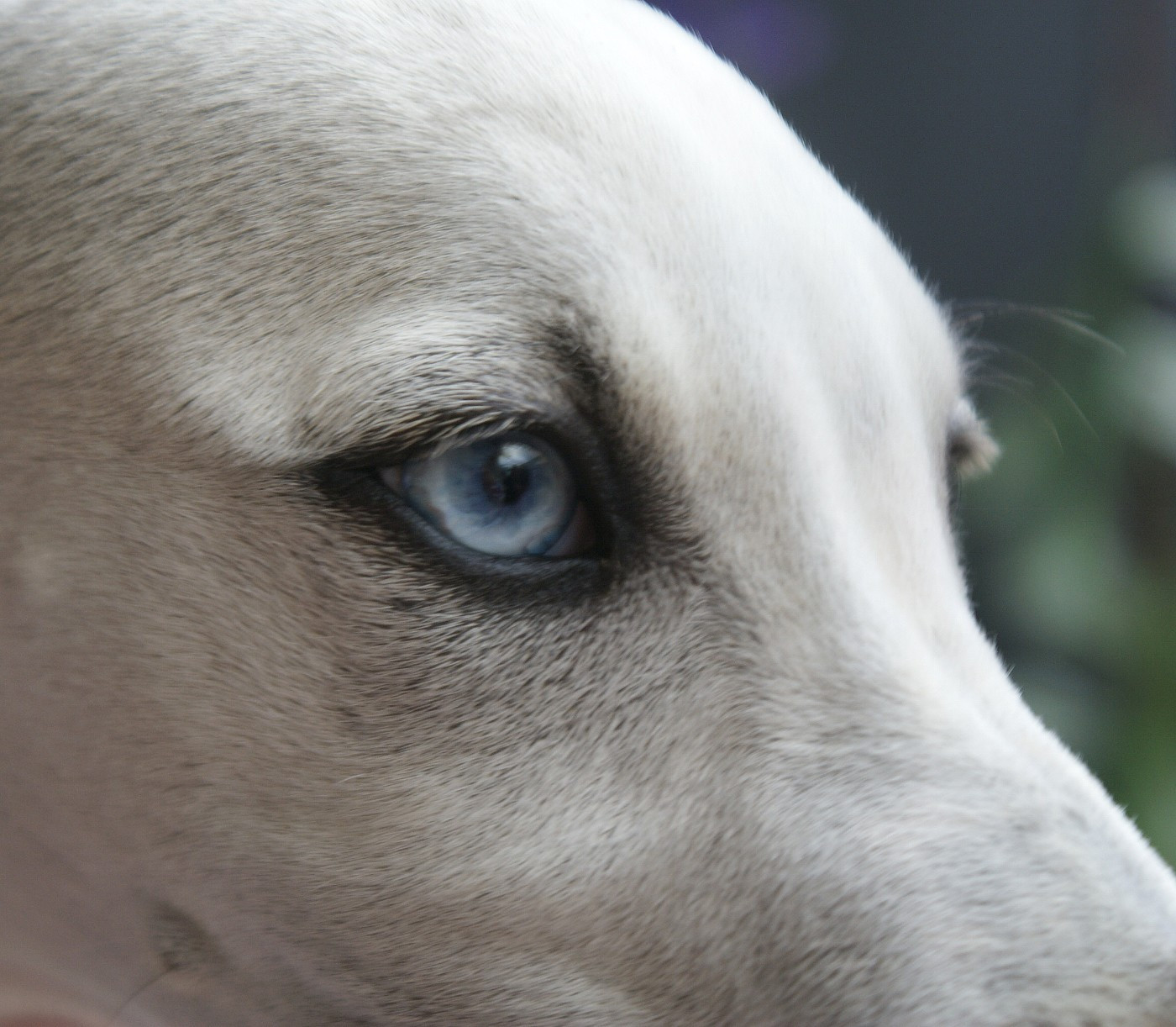 Des Filles D'eole - Chiots disponibles - Whippet