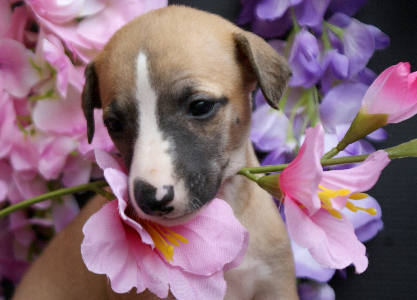 Des Filles D'eole - Chiots disponibles - Whippet