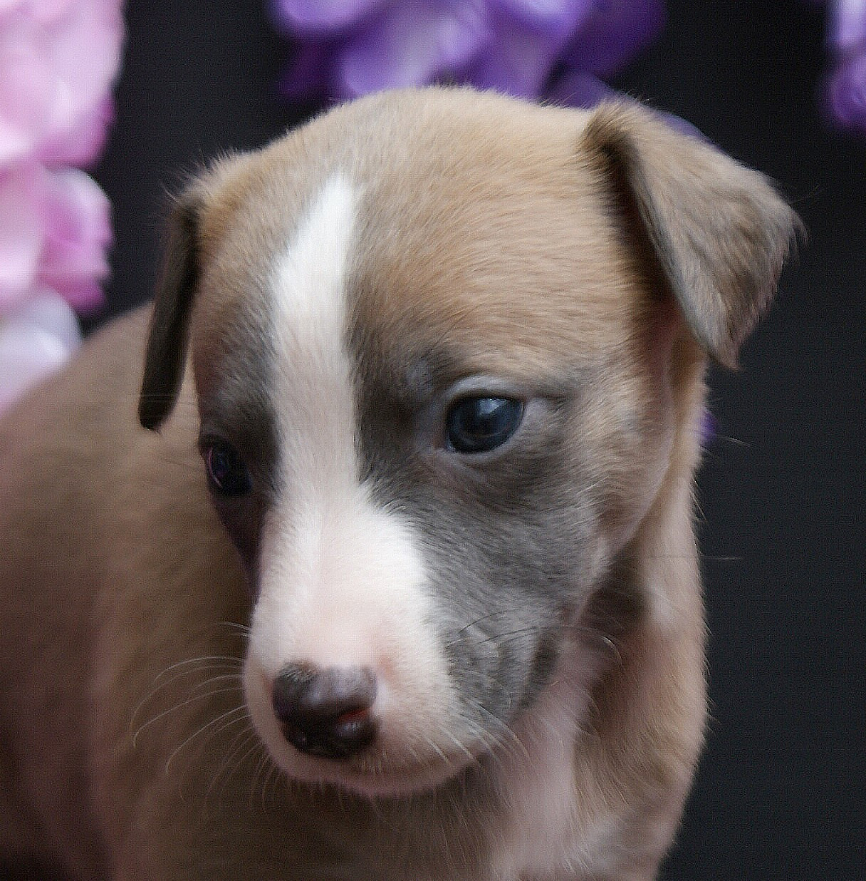 Des Filles D'eole - Chiots disponibles - Whippet