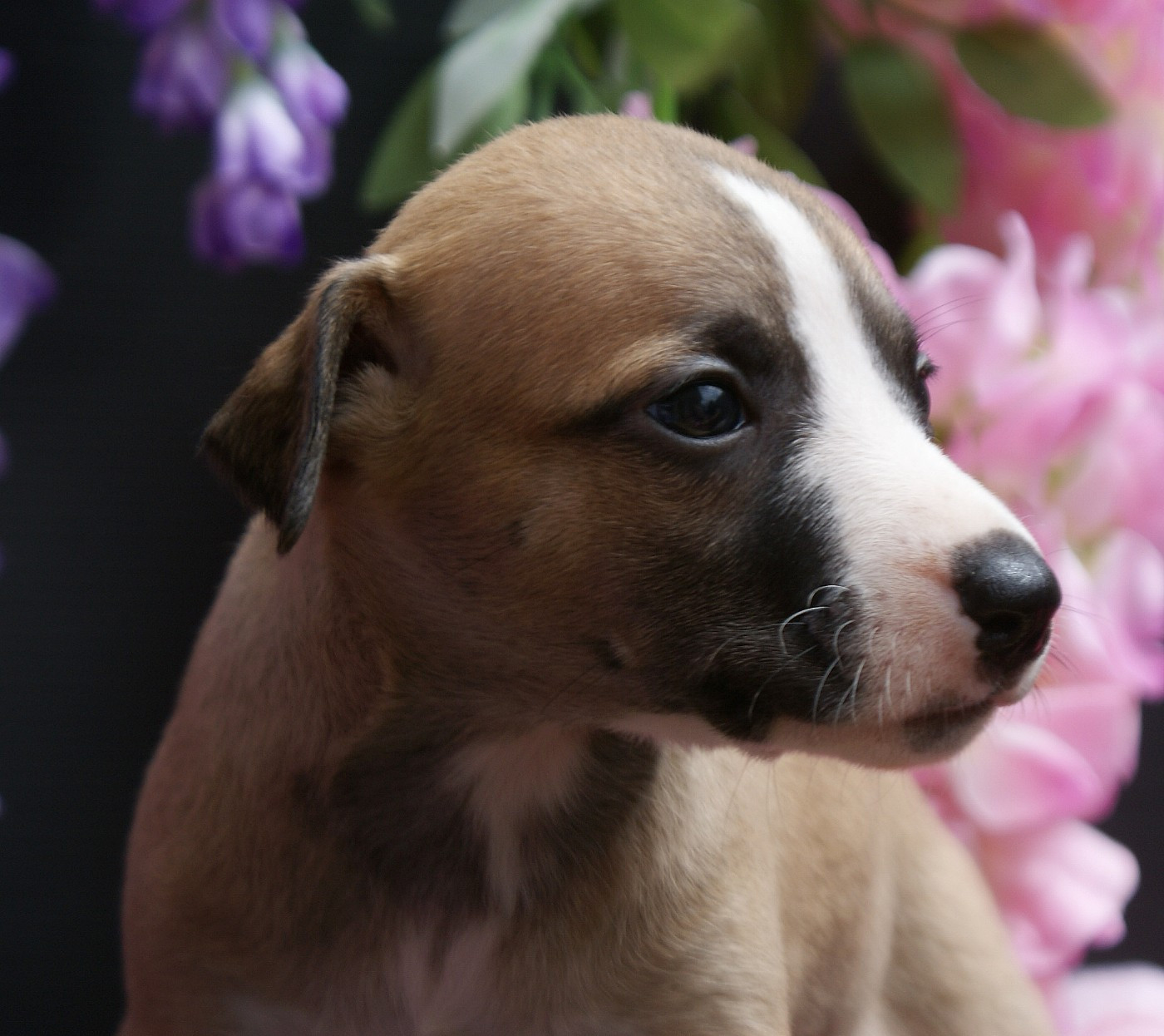 Des Filles D'eole - Chiots disponibles - Whippet