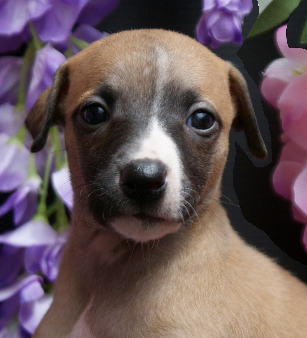 Des Filles D'eole - Chiots disponibles - Whippet