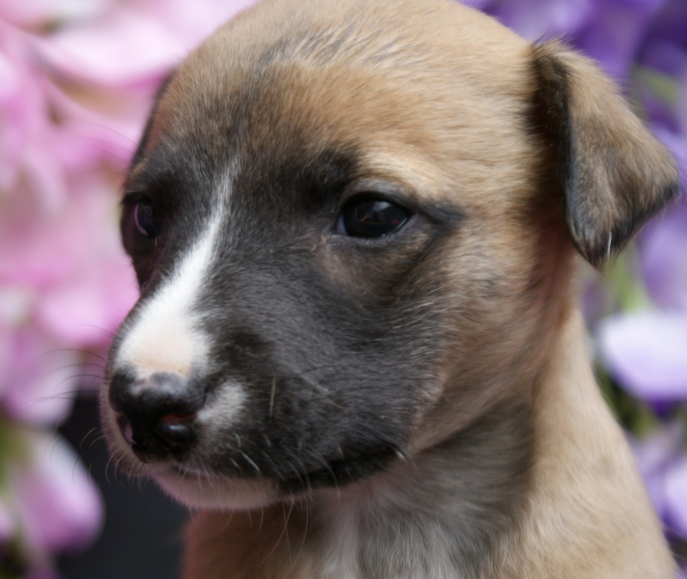 Des Filles D'eole - Chiots disponibles - Whippet