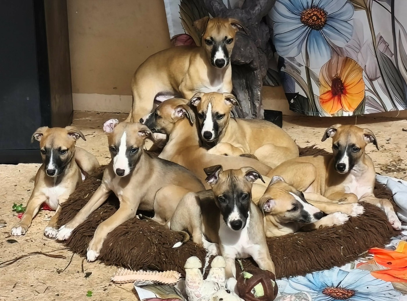 Chiot Whippet Des Filles D'eole