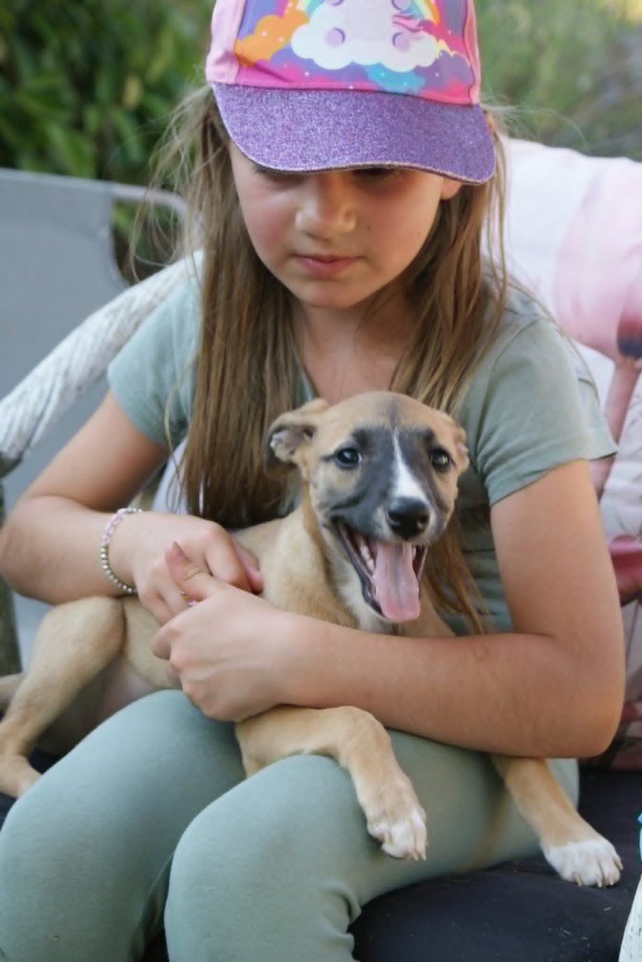 Des Filles D'eole - Chiots disponibles - Whippet