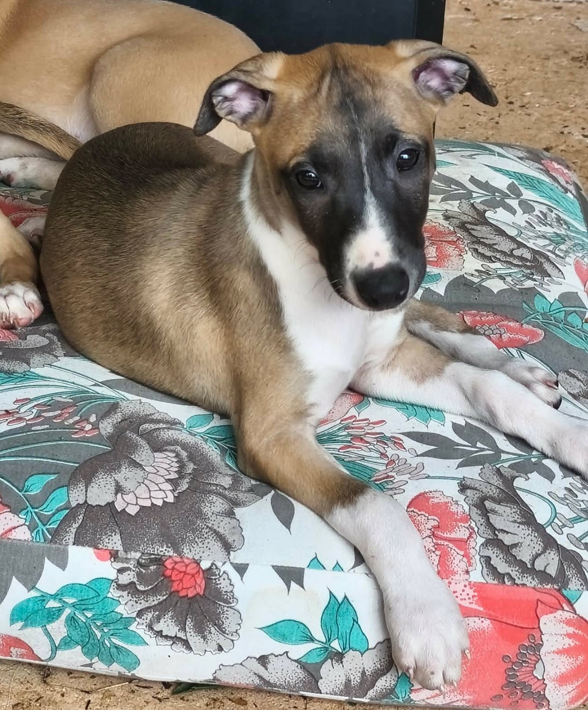 Des Filles D'eole - Chiots disponibles - Whippet