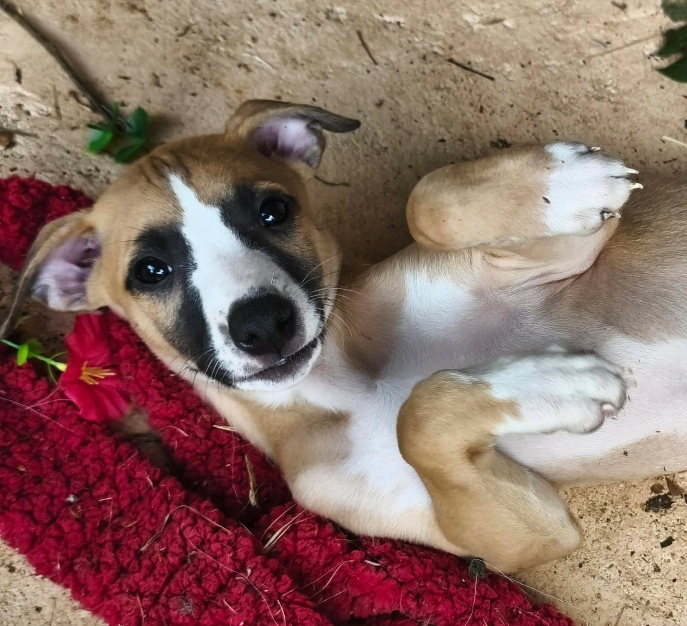 Des Filles D'eole - Chiots disponibles - Whippet