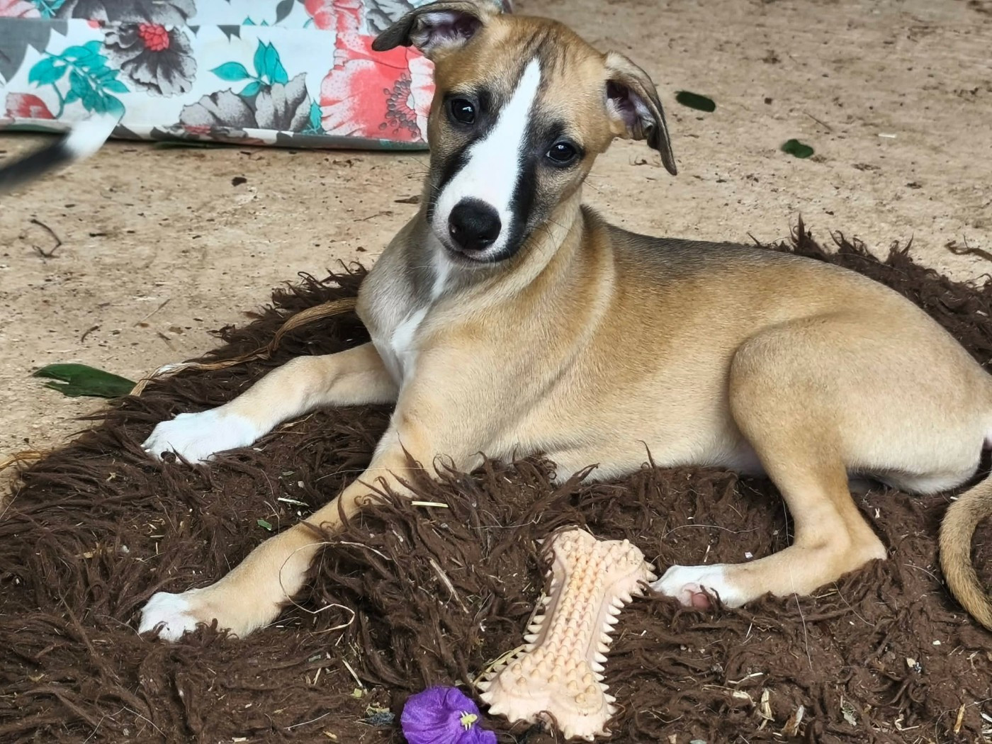 Des Filles D'eole - Chiots disponibles - Whippet